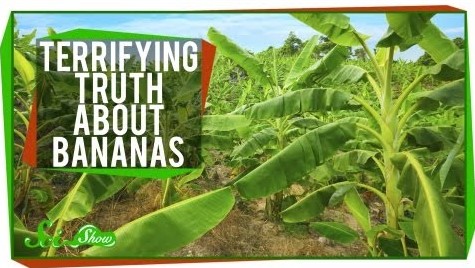 The terrifying truth about bananas